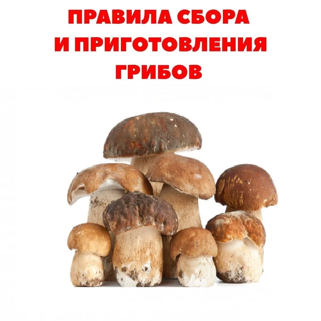 Сбор грибов — это не только азарт, но и строгие правила безопасности на каждом этапе ра...