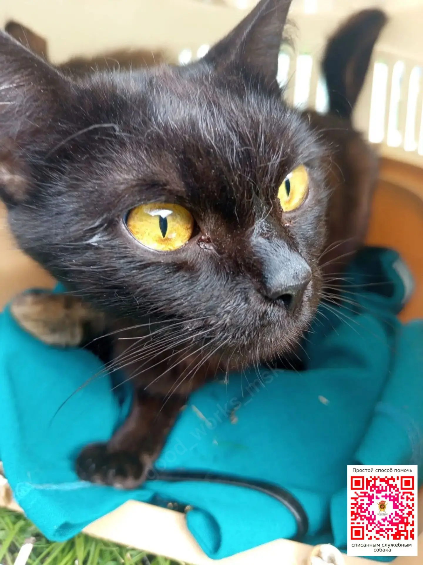 По поводу Воронежа

Кошек оказалось 11 😿
Там не все стерилизованы, так что сами понимаете, что там 