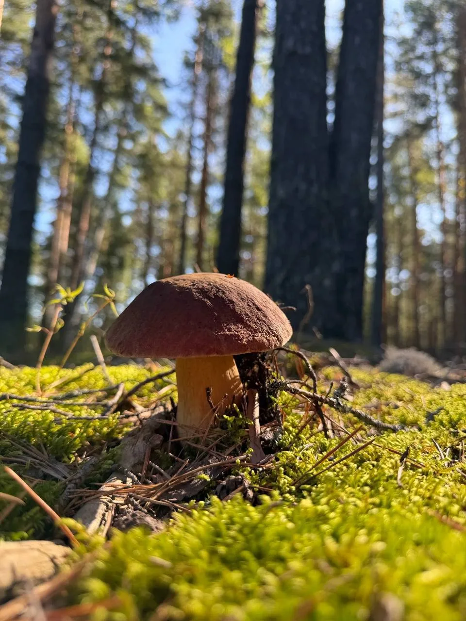 🍄 Сезон тихой охоты в разгаре — грибники из Семёновского района и Фролищ делятся богат...