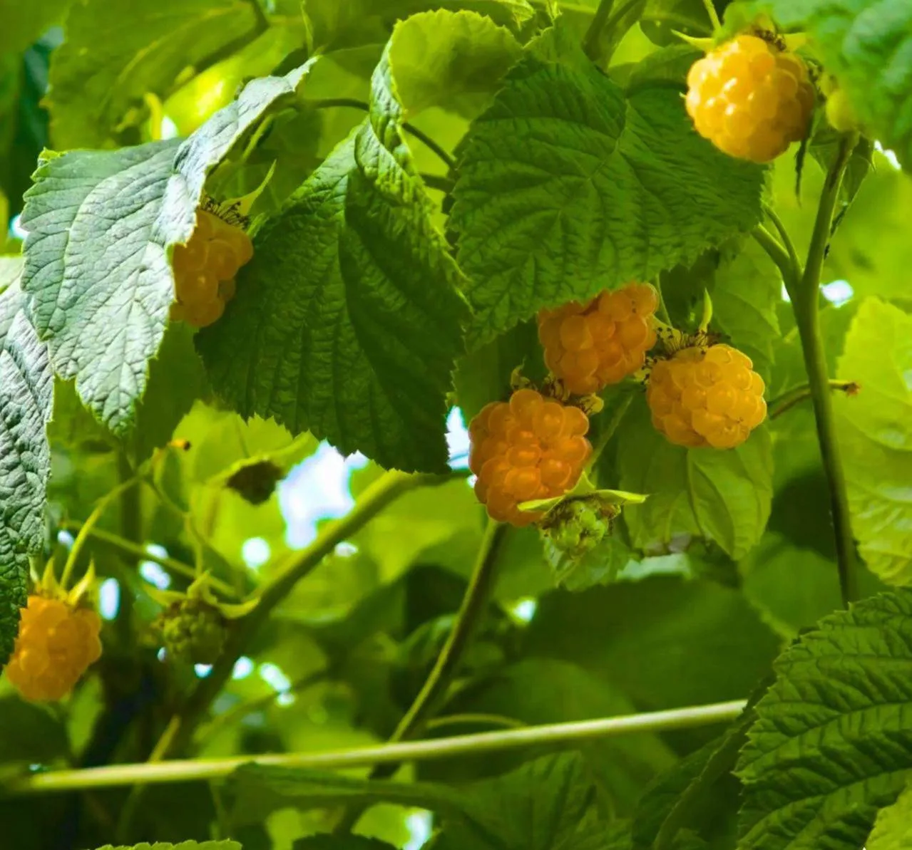 😋🧑‍🌾 Кто сказал, что на Севере не растёт ничего, кроме ягеля?