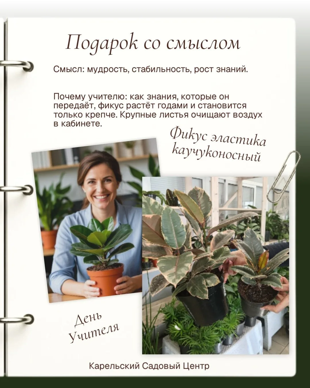 🌿 Специальное поступление к Дню учителя!