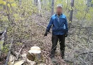 ‼️На северо-востоке черный лесоруб «напилил» на условный срок