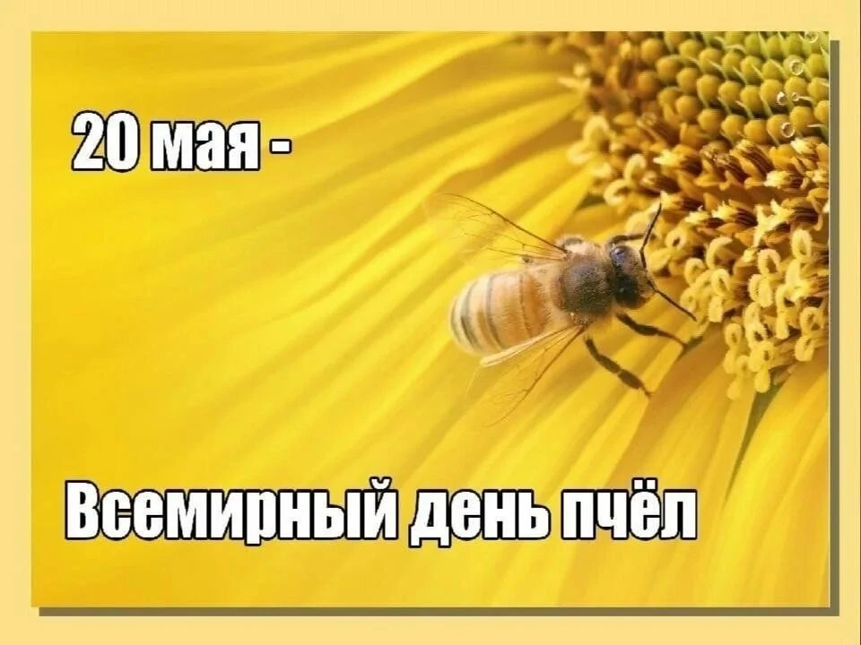 20 мая отмечается Международный День Пчел, и ребята средней группы в этот день узнали м...