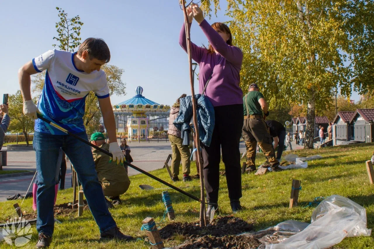 На Михайловской набережной высадили 20 лип для восстановления аллеи.