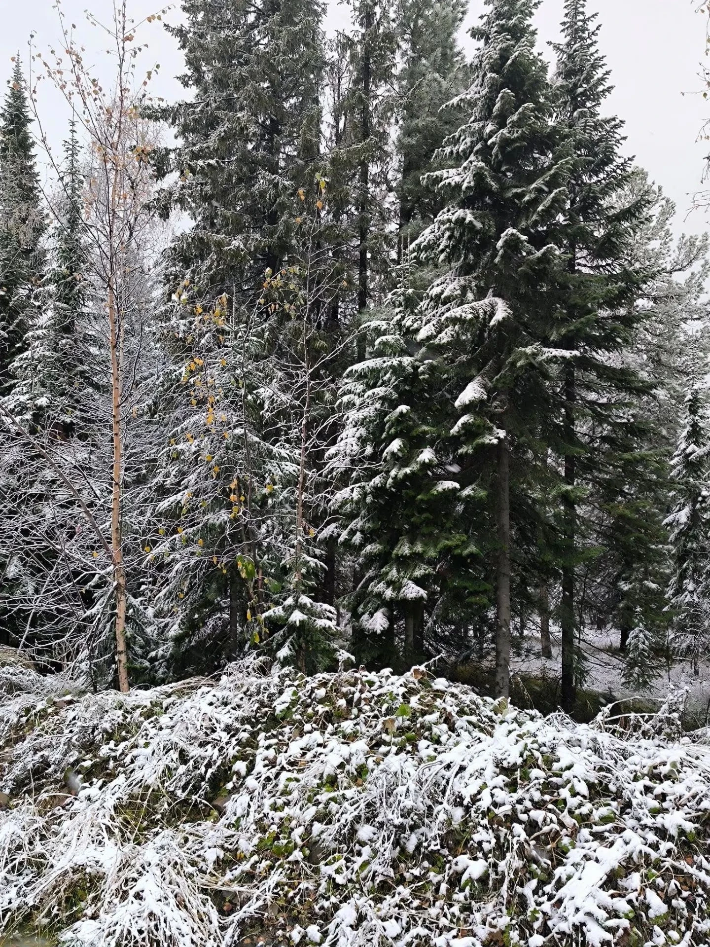 ❄️🍂 Доброе утро, друзья!