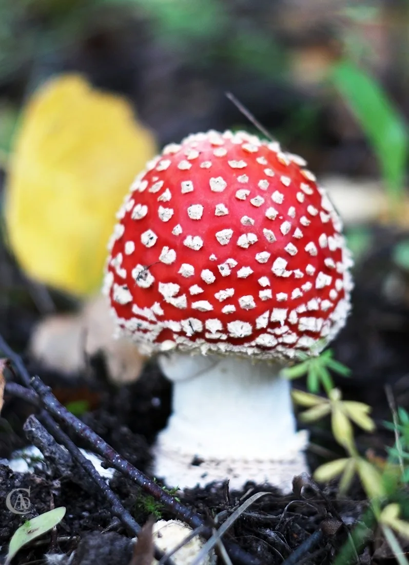🍄 На Васильевском «пошли грибы» — и выглядят они необычно