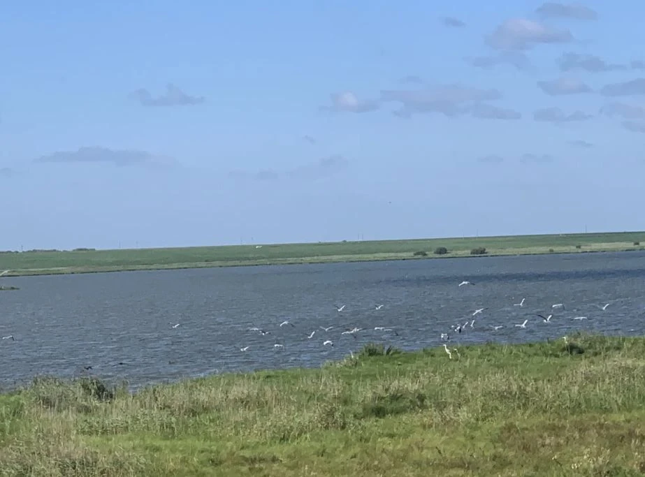 Лето практически закончилось — в Приамурье к отлету готовятся цапли. Скопление птиц сня...
