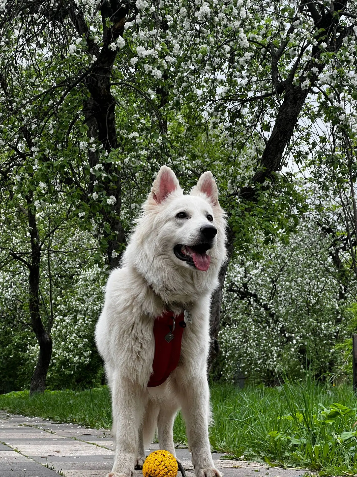 🐶Собаки наших подписчиков🐶Притти ей 3,года 8 месяцев. Проживает в Москве. Собака умни...