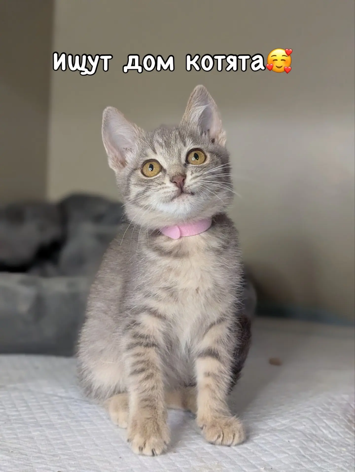 Котята братик и сестричка ищут дом. Возраст ~2 месяца. Ходят в лоток, прогоистогонены, готовятся к в