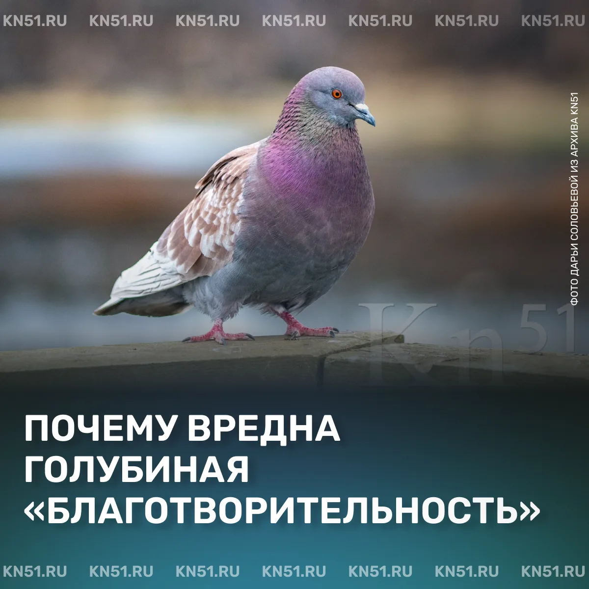 🕊Кормление голубей у дома, будь то крошки хлеба у подъезда или бросание еды из окна, может обернуть
