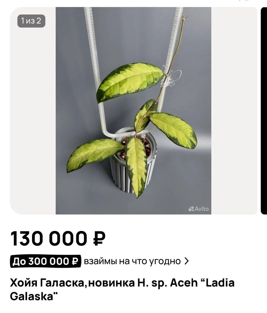 🔥 1000-й уровень увлечения растениями - купить хойю в рассрочку)