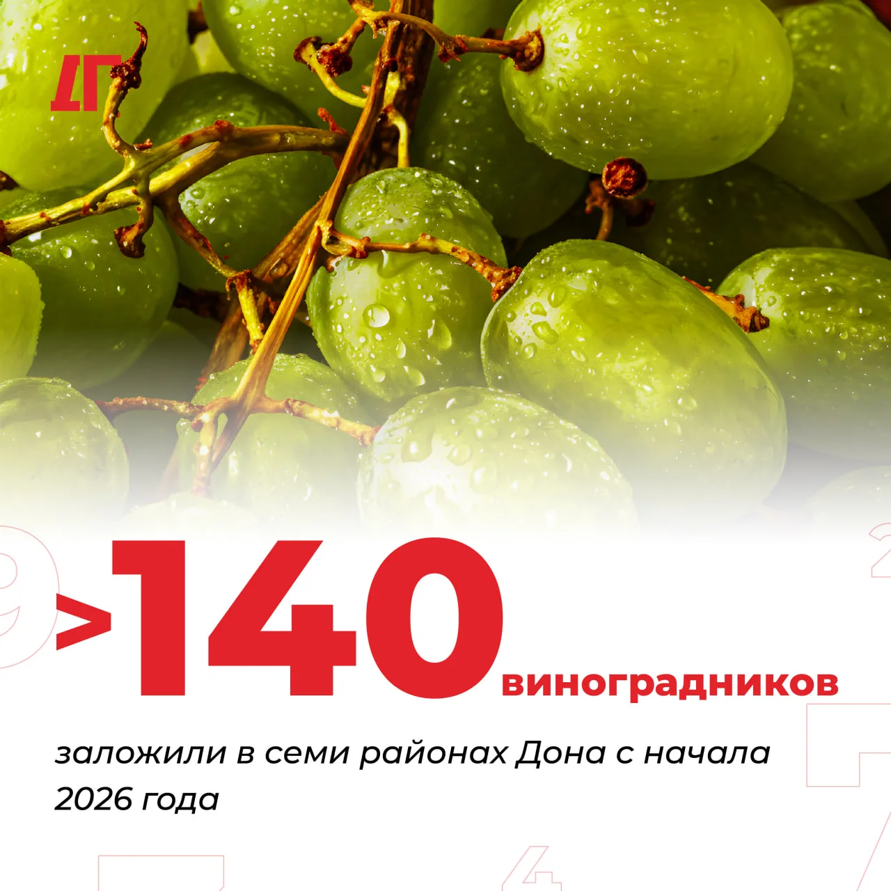 В семи районах Дона с начала 2026 года заложили порядка 138 га новых виноградников