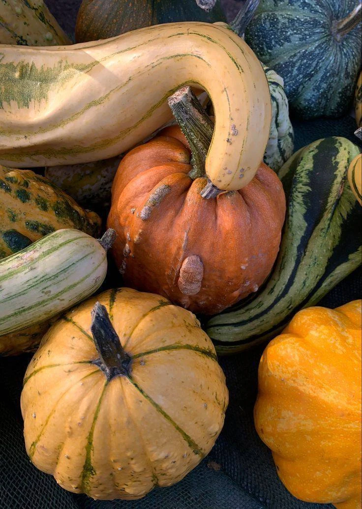 🧑‍🌾 БЕЗЛИМИТ овощей с грядки за 1000₽: едем на финальный сбор урожая на ферму «Жили-р...