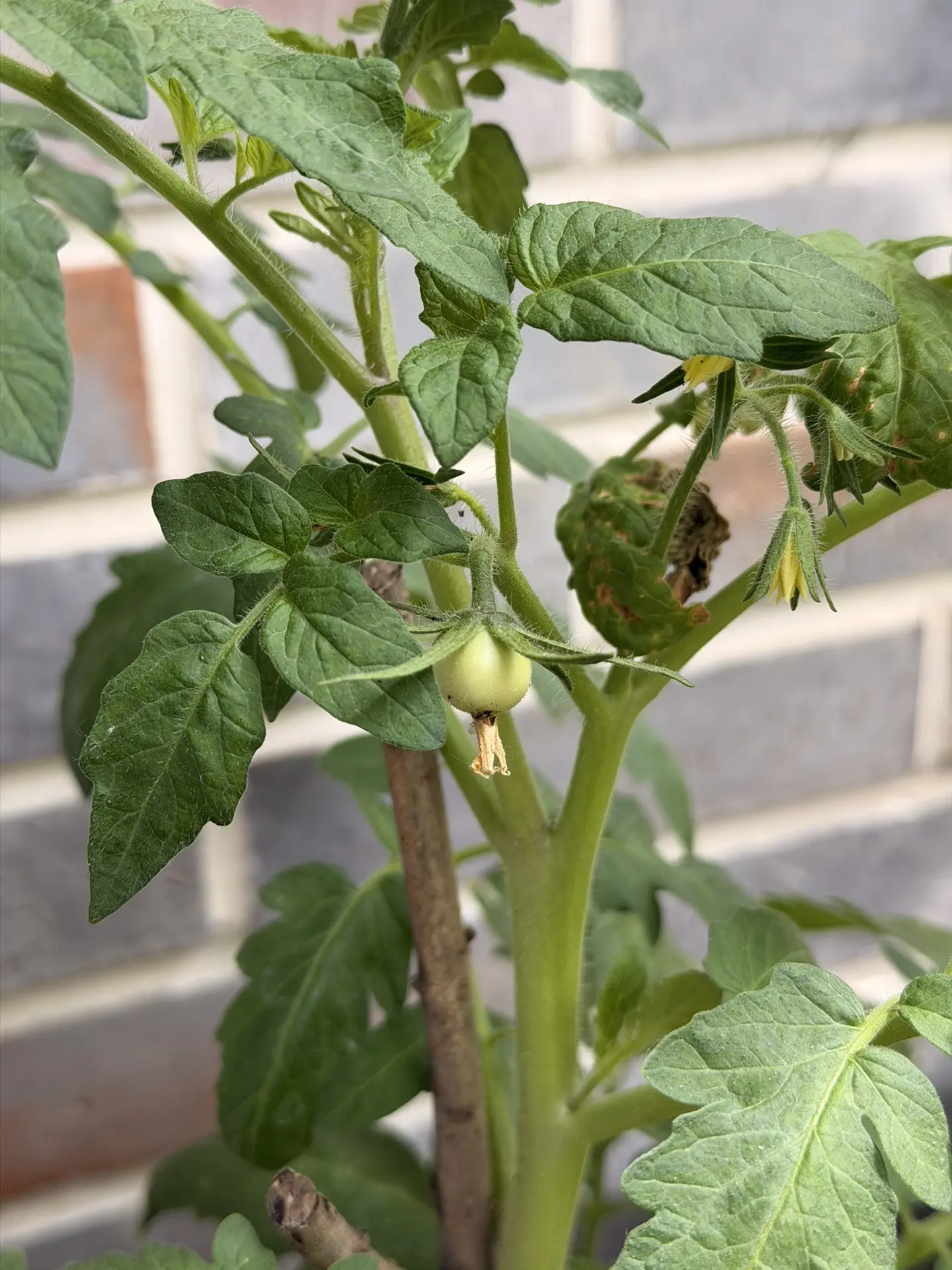 Доброе утро!

У нас растет один помидорчик🍅☺️