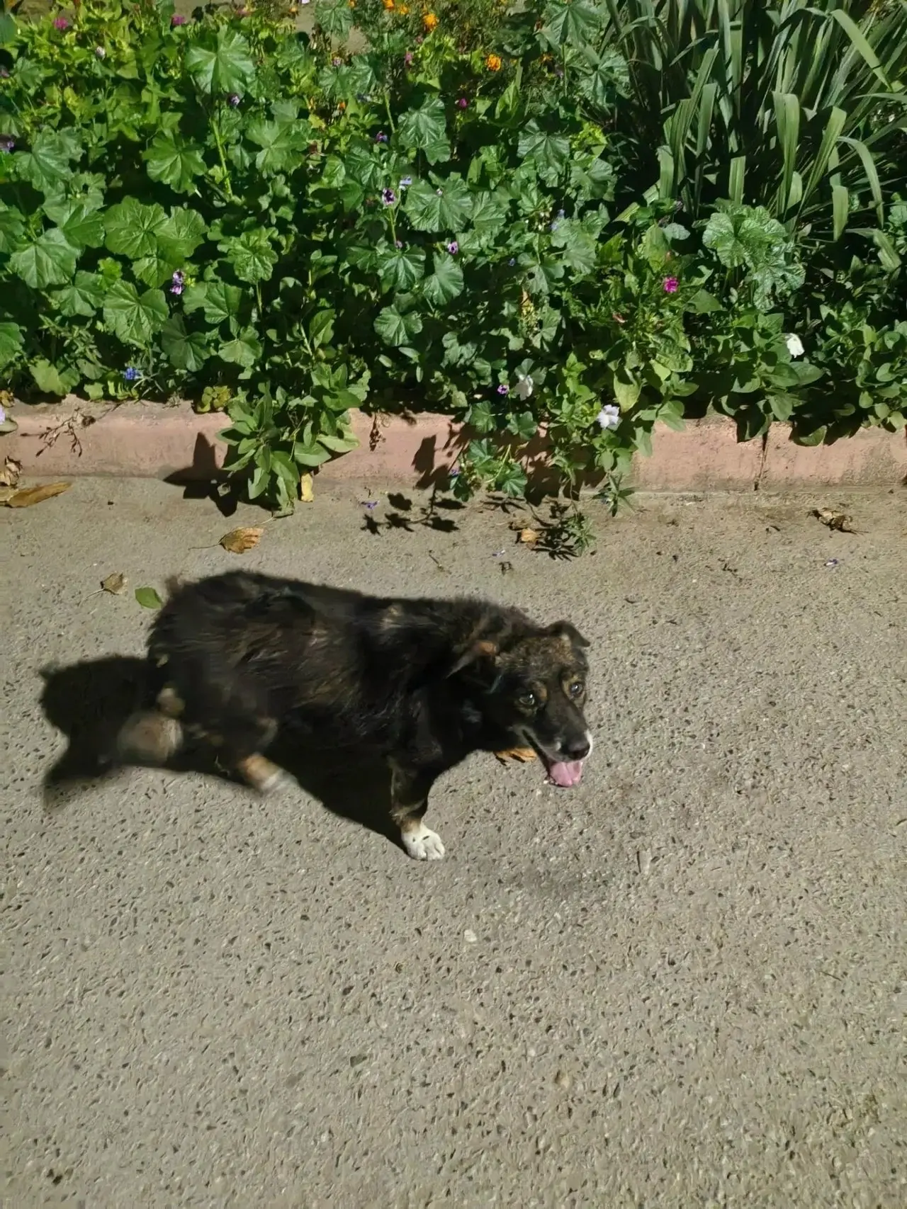 🐕 Полуслепой пёс появился в районе Нового вокзала. Может кто-то потерял друга? Алексей...