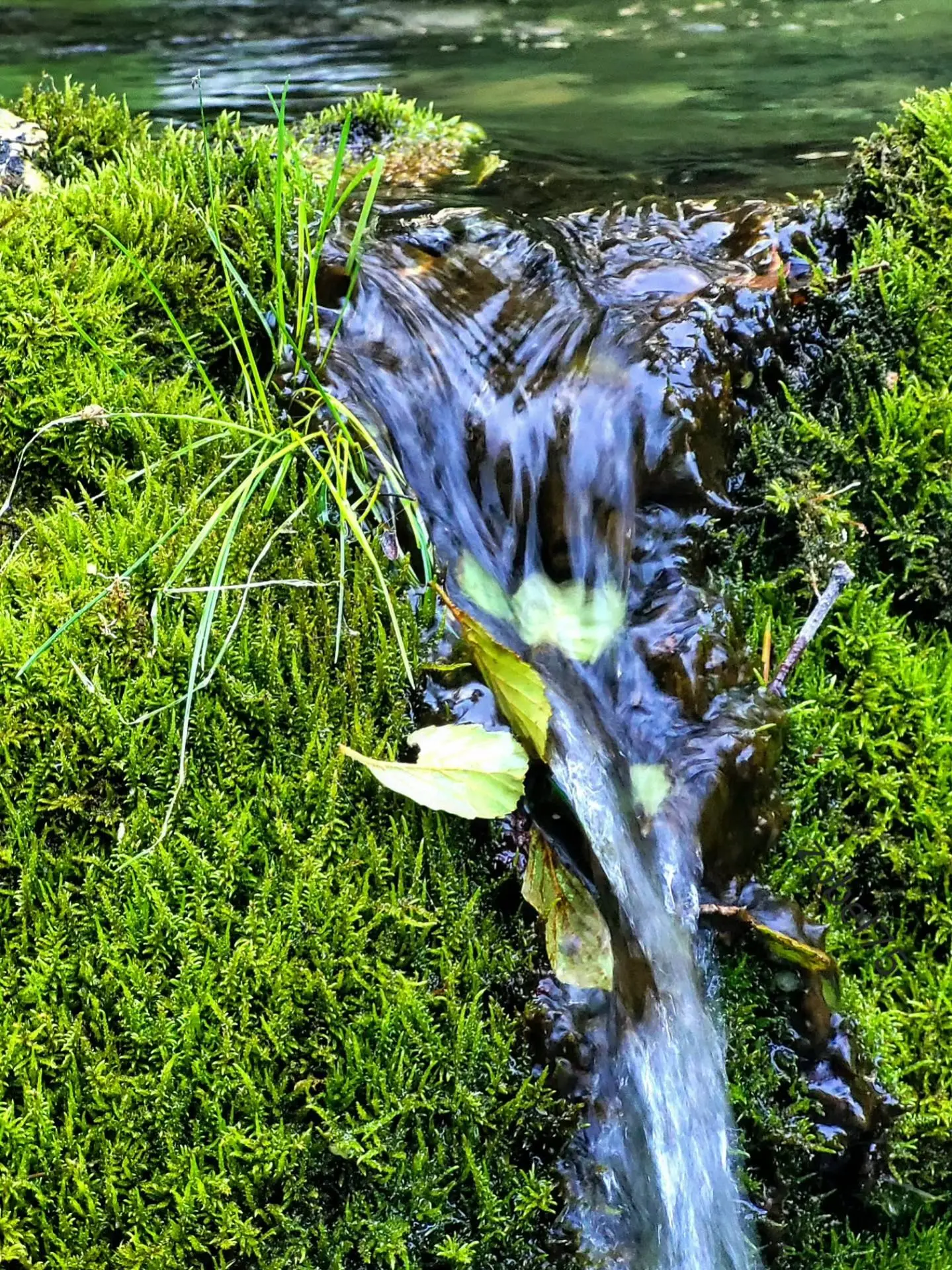 Вода, текущая средь мхов... Что может быть чудеснее💚