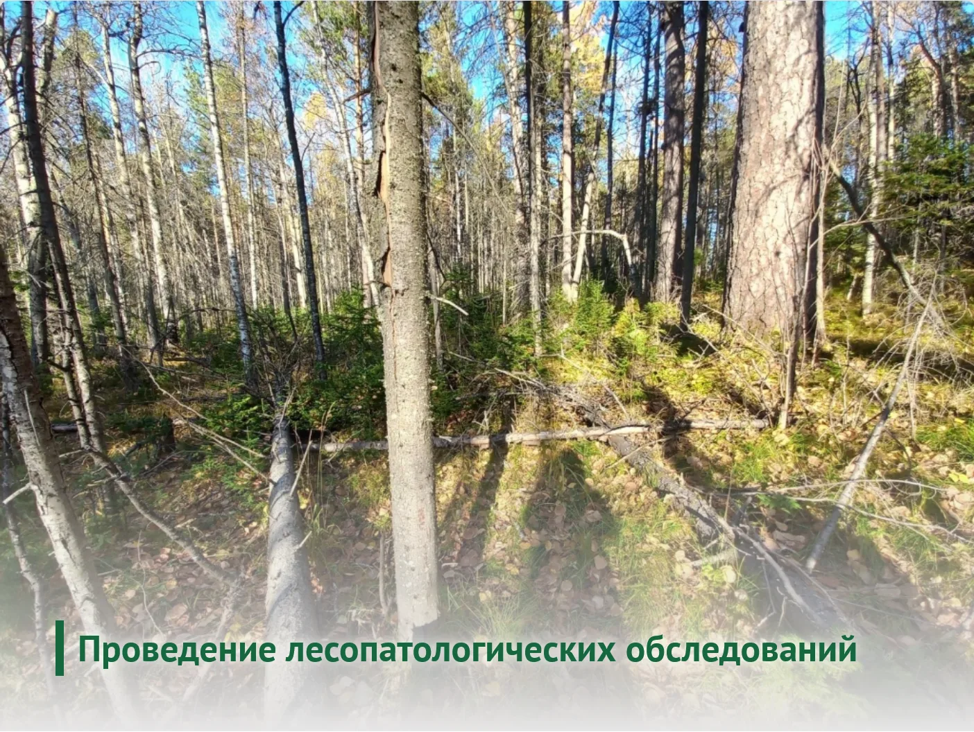 Приглашаем на аудиторное повышение квалификации "Проведение лесопатологических обследов...