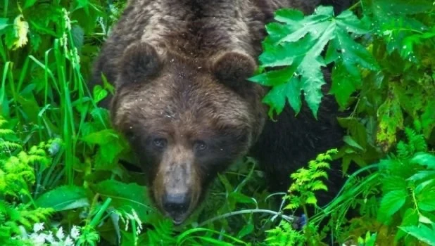 🐻На кладбище райцентра Алтайского края заметили медведя
