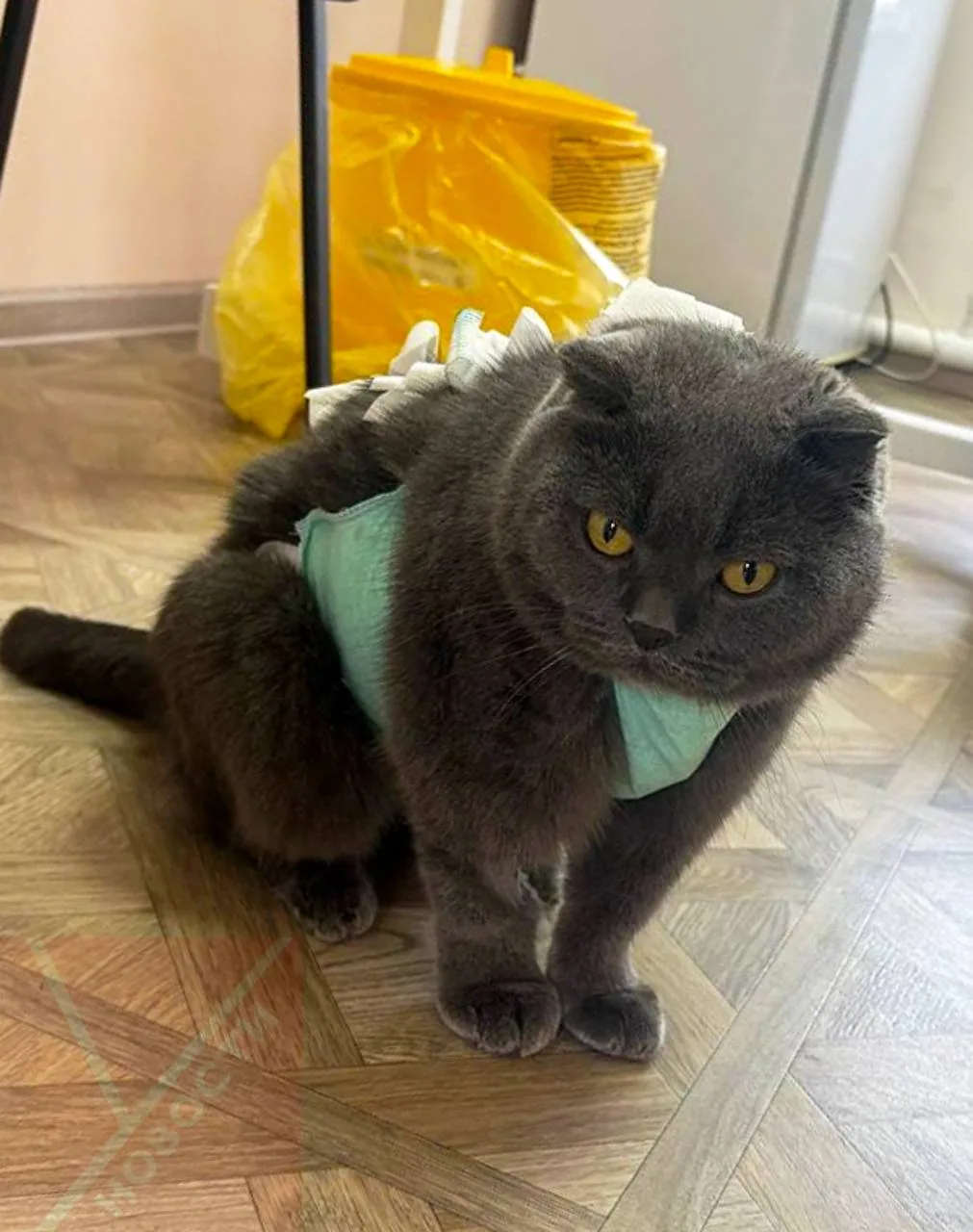 Углегорских ветеринаров благодарят за спасение кота ♥️