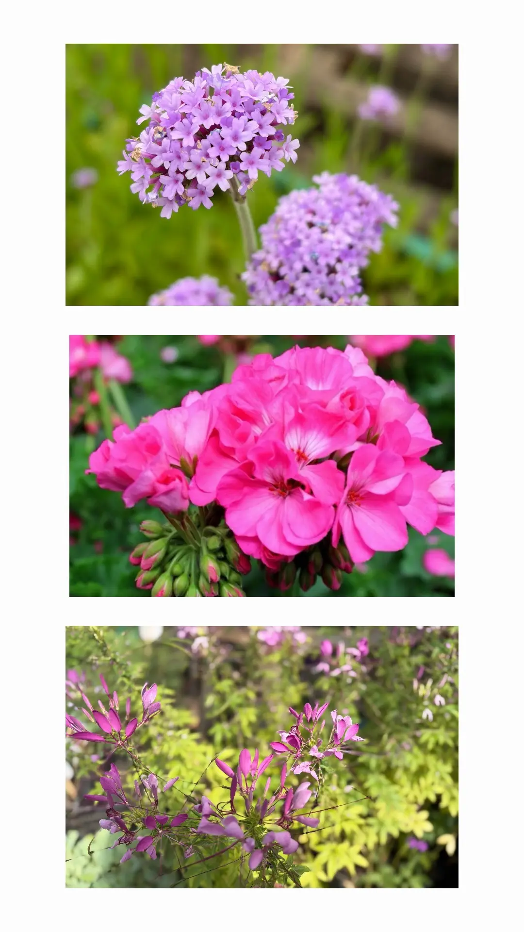 Сезон в самом разгаре🌸