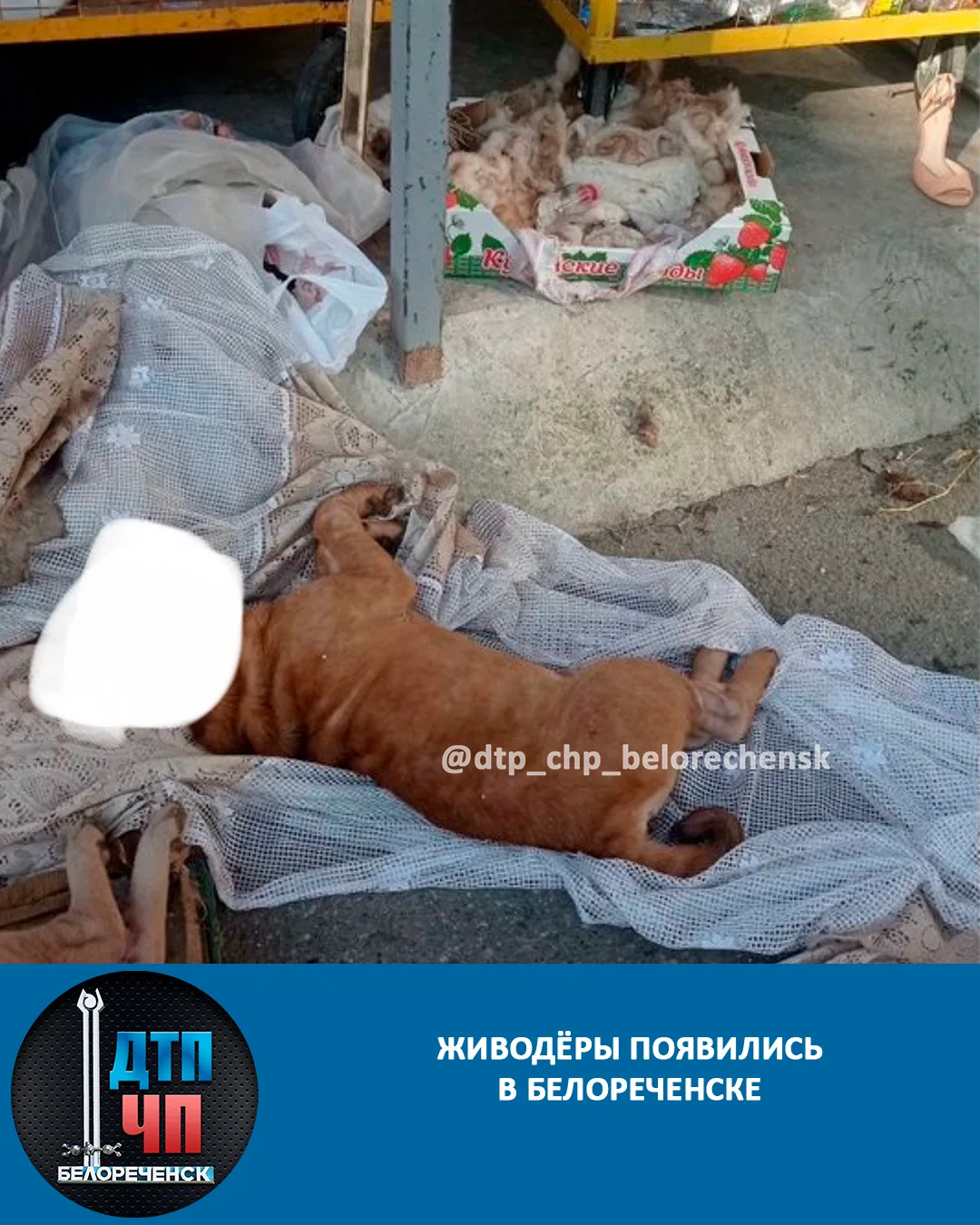 Живодёры появились в Белореченске