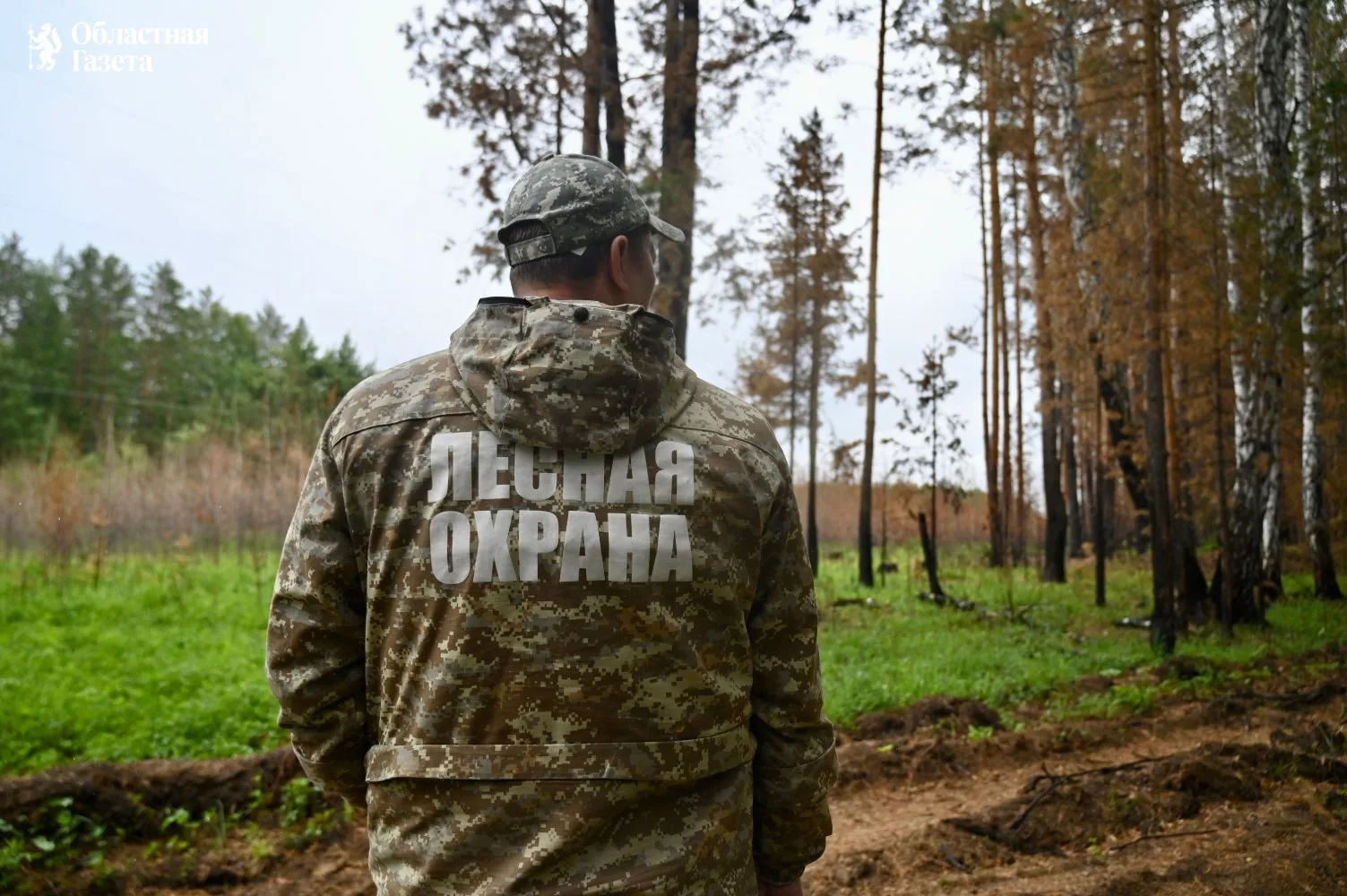 🌲 С Днём работников леса!