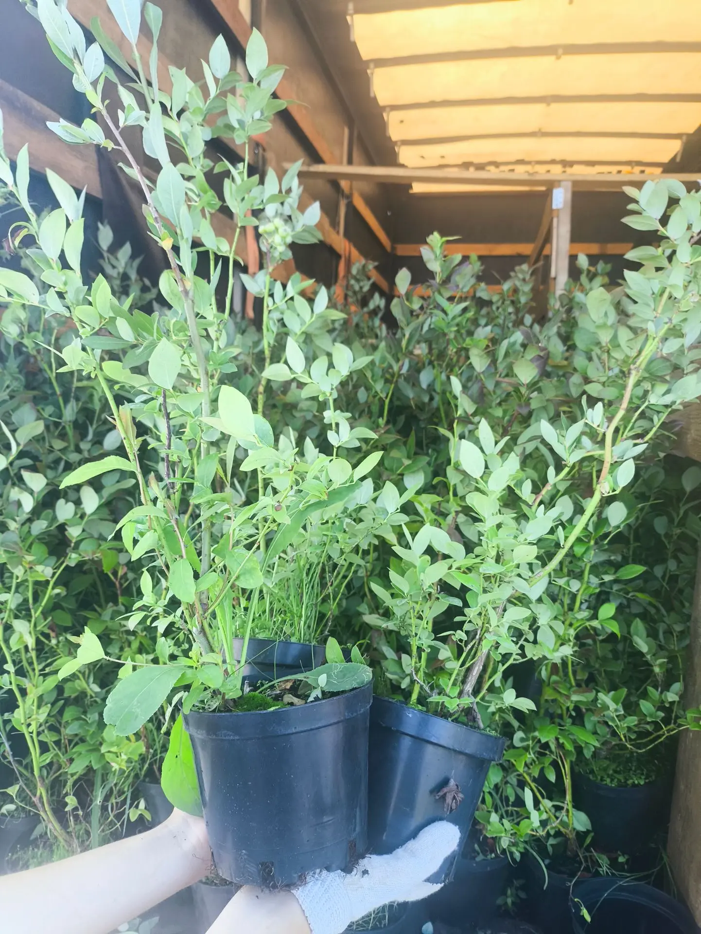 Вот такая красота к нам приехала 😍 сегодня и скоро появится у нас в продаже 😊