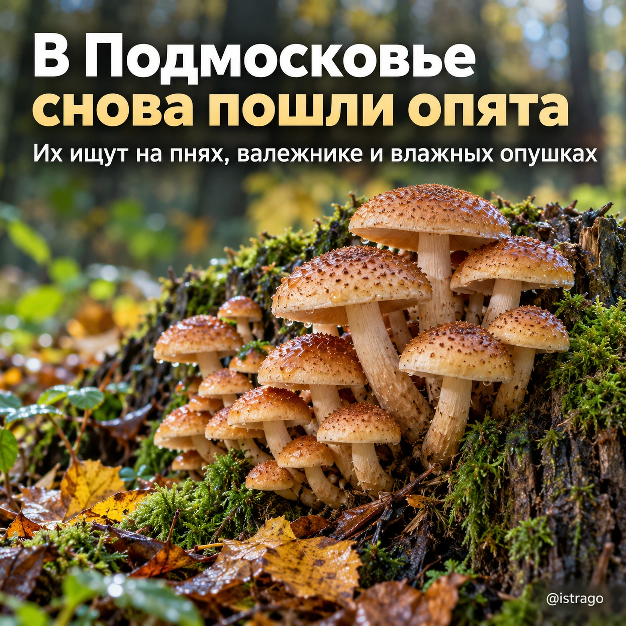 Опята снова пошли в подмосковных лесах 🍄‍🟫