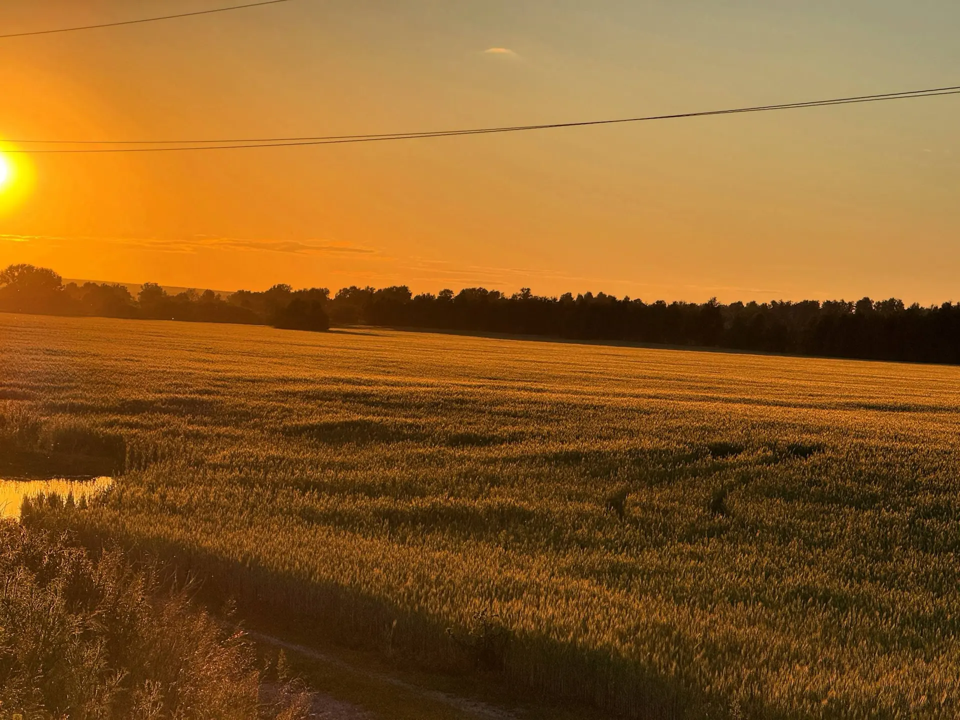 Море пшеницы 🌾