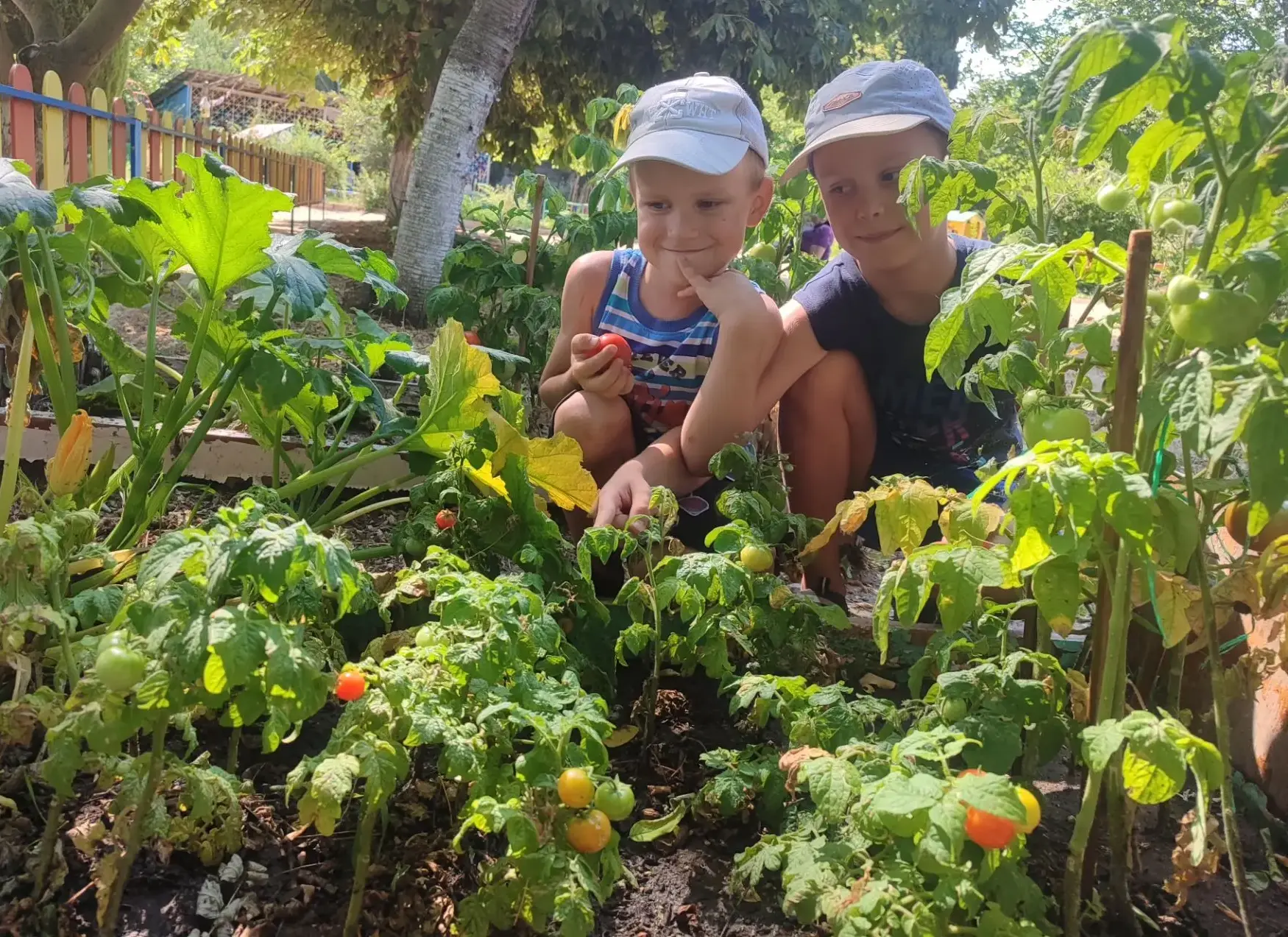 Наш урожай — пальчики оближешь🍅