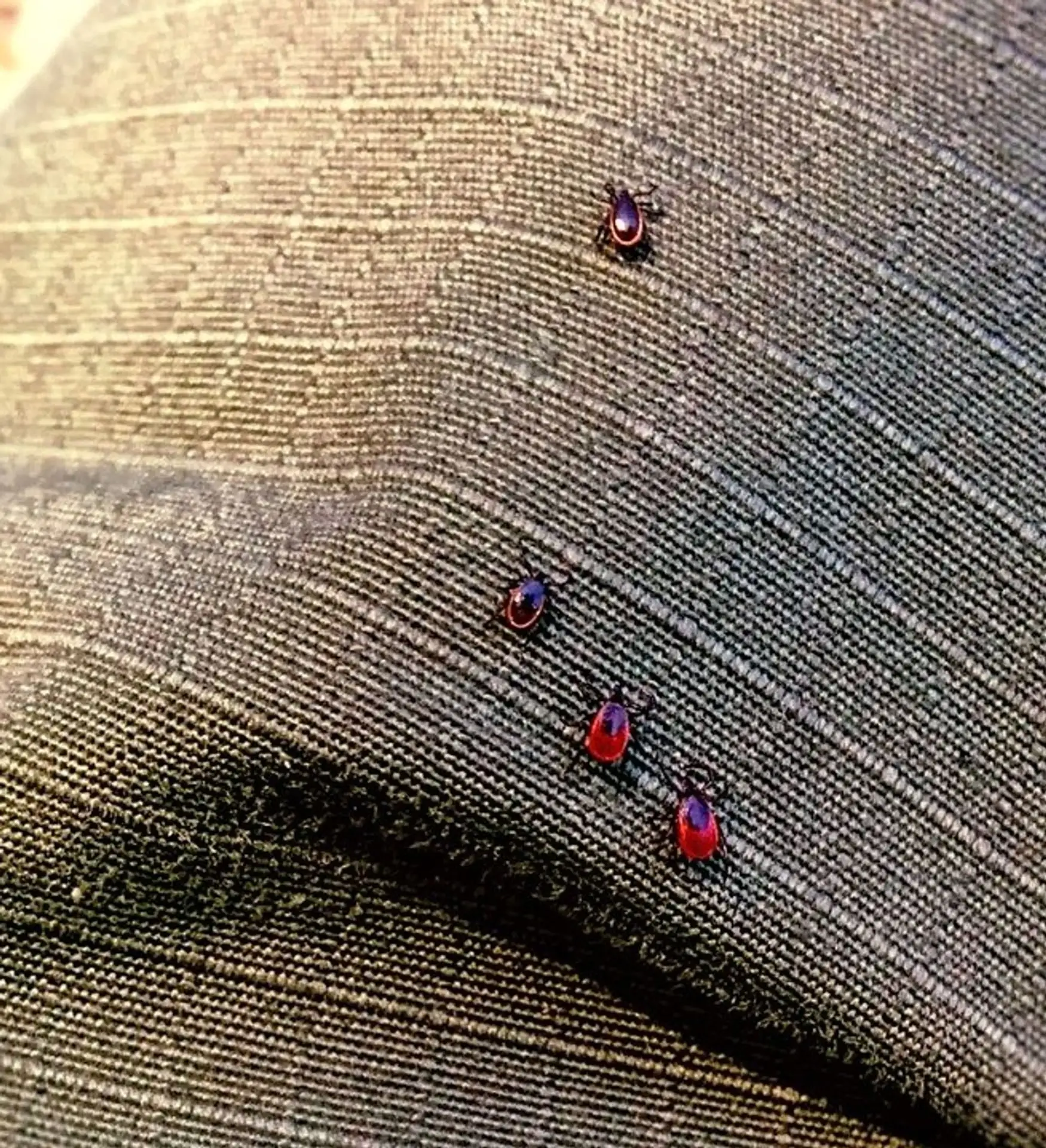 ❗Клещи в конце лета: стоит ли волноваться? 🐜