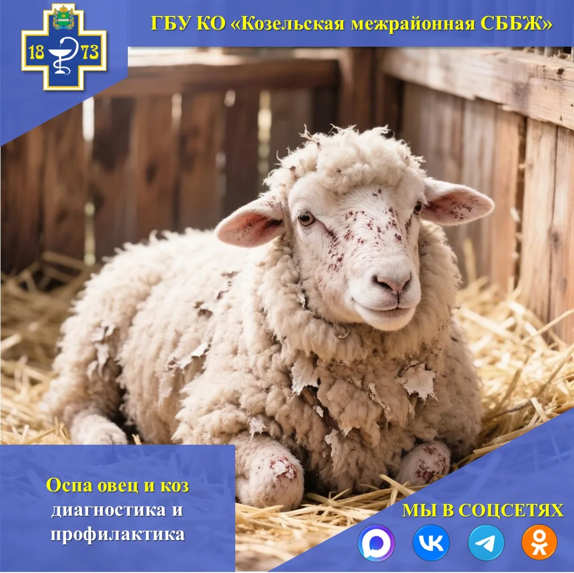 🐏🐑ОСПА ОВЕЦ И КОЗ
Оспа овец и коз — это высококонтагиозное вирусное заболевание. Возбудителем явля