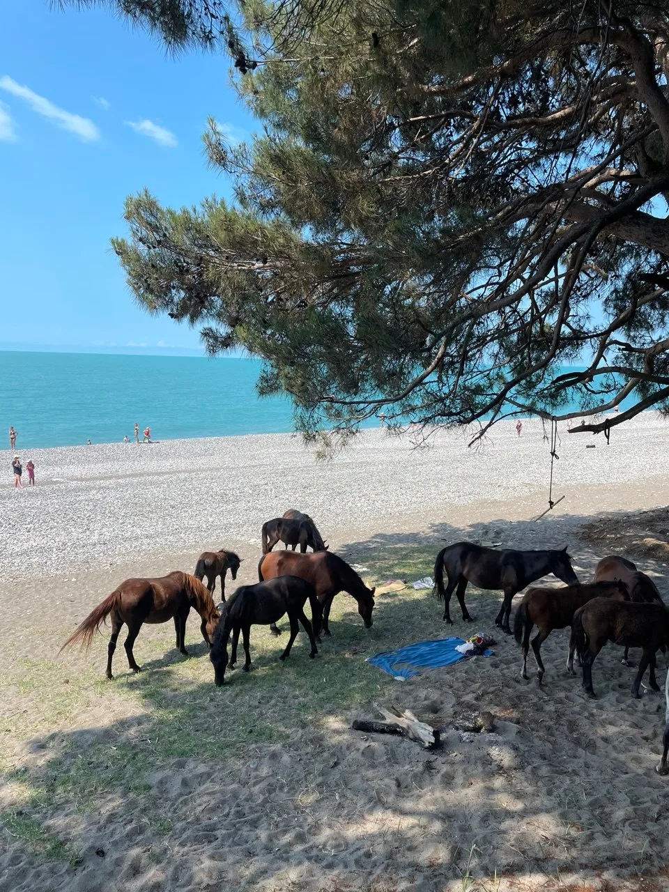 #ЦАНДРИПШ  🏖До моря 2 минуты ( 100 метров) Ставь ➕ вышлем вам фото, видео и цены! Скидки в мае и июн