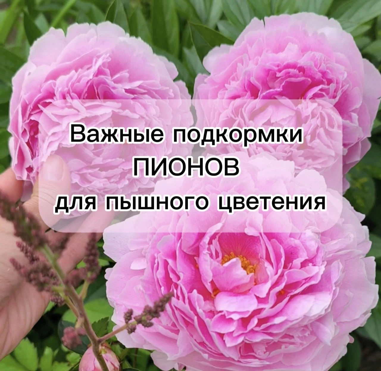 Ловите важные подкормки пионов. 
По этим ☝🏽схемам кормлю пионы уже не первый год. Делитесь в коммен