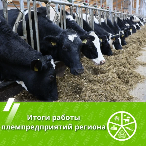 Доброе утро! Хозяйства округа снова в лидерах области! 🐄