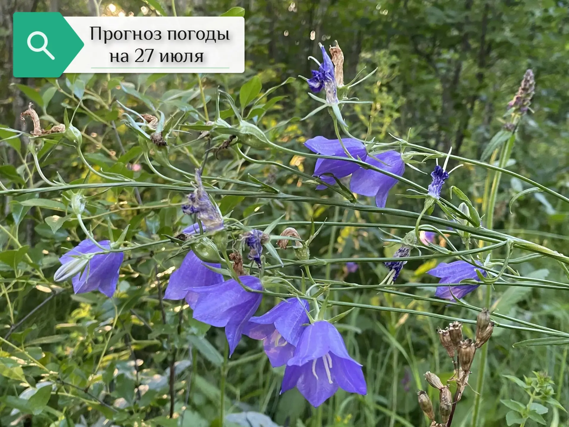 🌦️Прогноз погоды на 27 июля