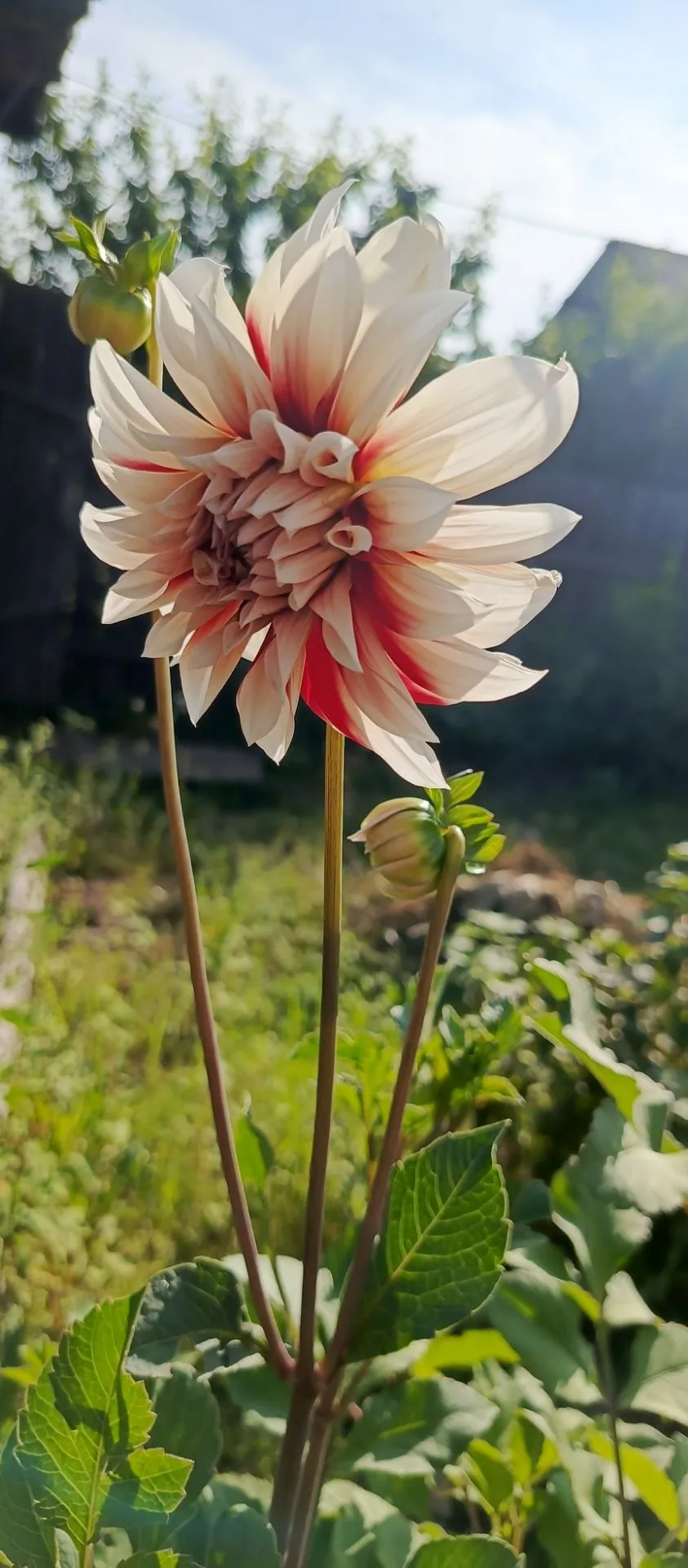Красивейшие цветочки 🌿🌺