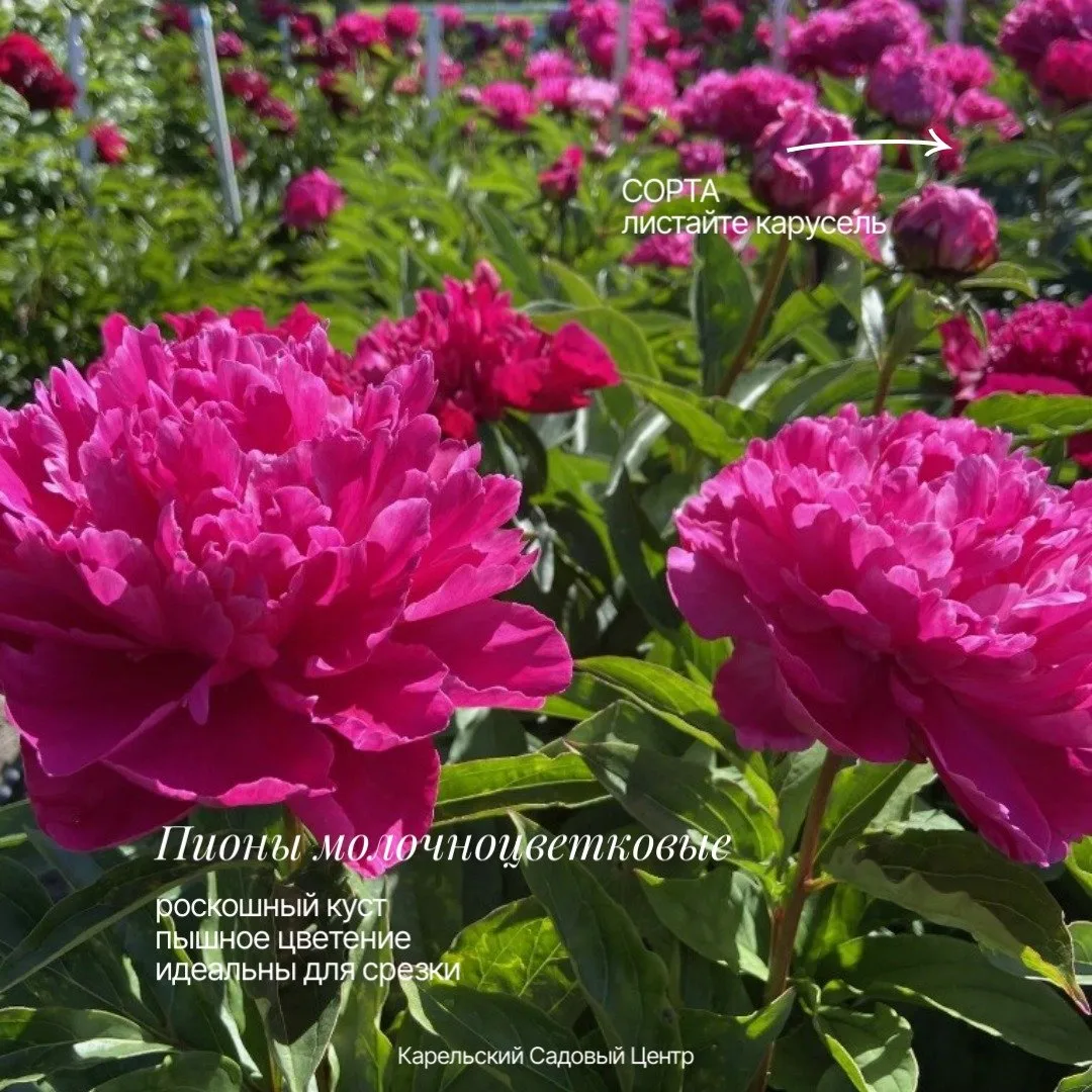 🌺 ПИОНЫ — ОСЕННЯЯ ПОСАДКА
