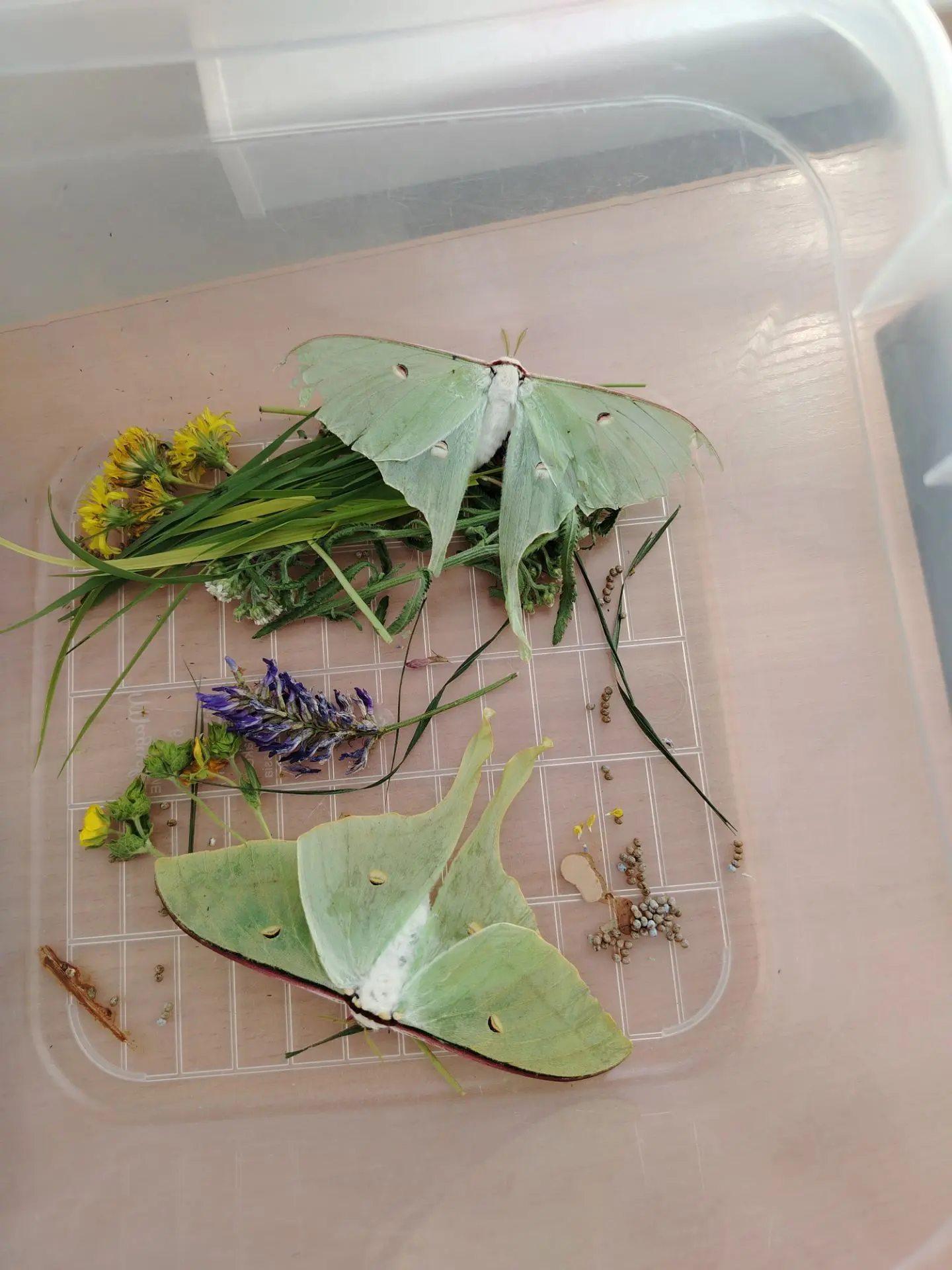 🦋 Настоящее чудо на нашем участке! 🦋

Предстоящая неделя в дошкольной группе «Акварелька» (МОУ СОШ