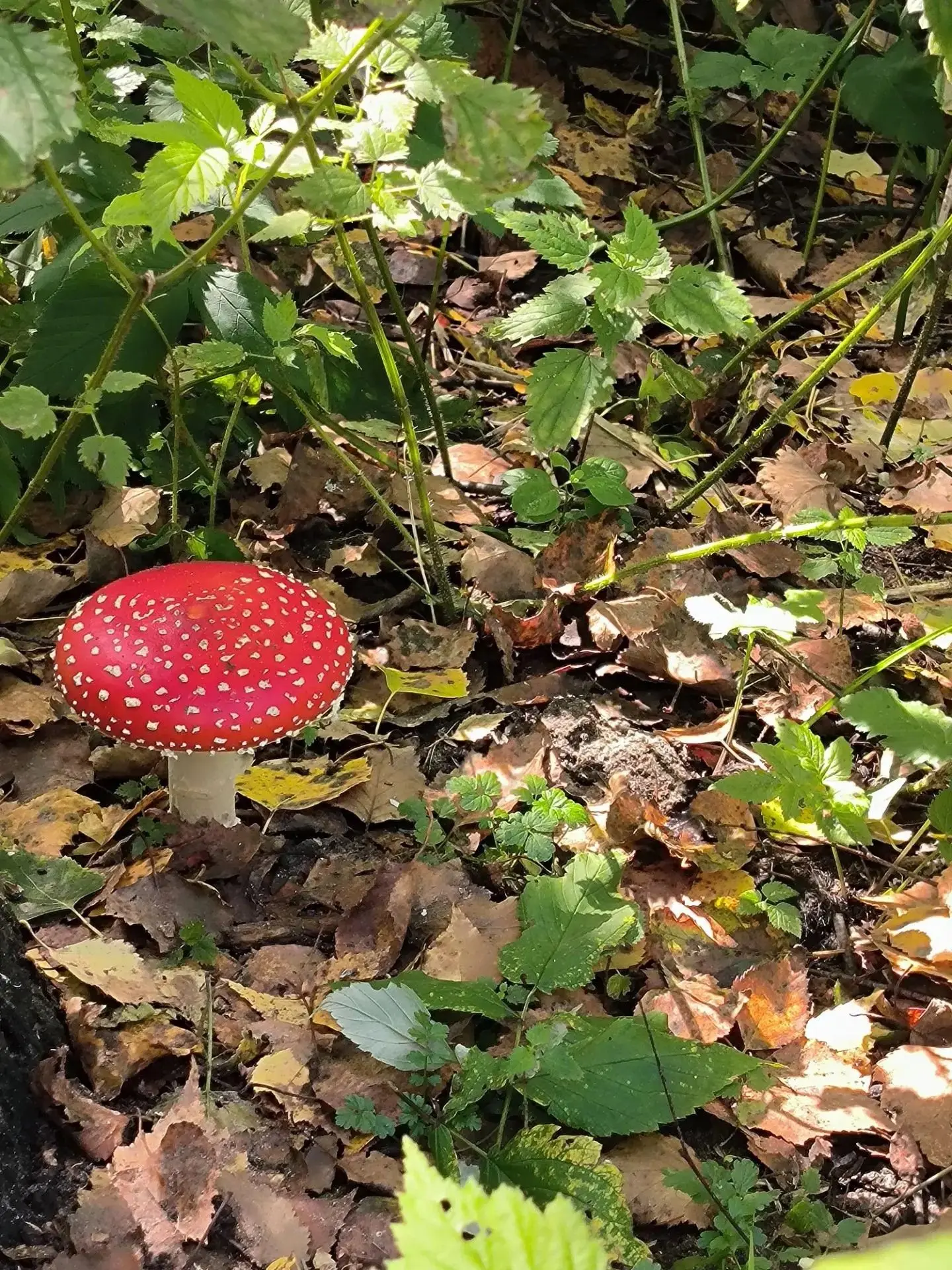 Сегодня мы немного гуляли по осени. Хотя на календаре ещё лето… 🍂☀️30 августа.