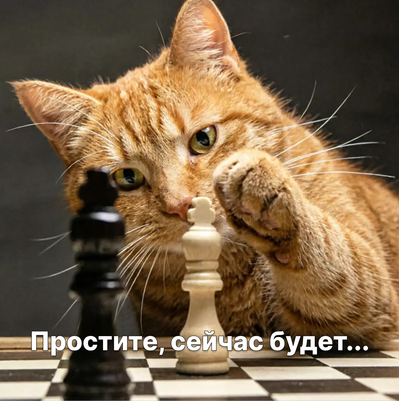 ♟️ В день шахмат объявляем шах и мат плохому настроению, серым будням и всем сомнениям....