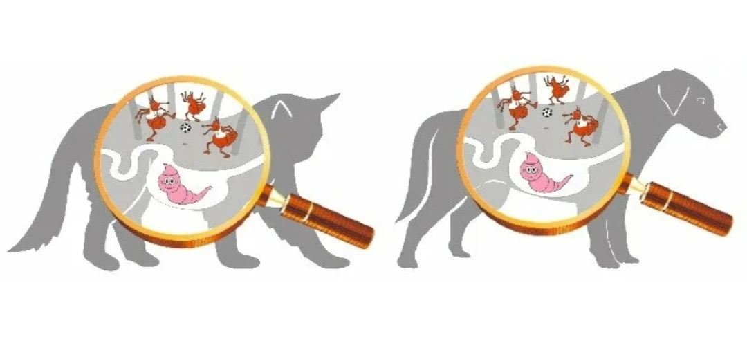 ⚠️ГЕЛЬМИНТОЗЫ СОБАК И КОШЕК