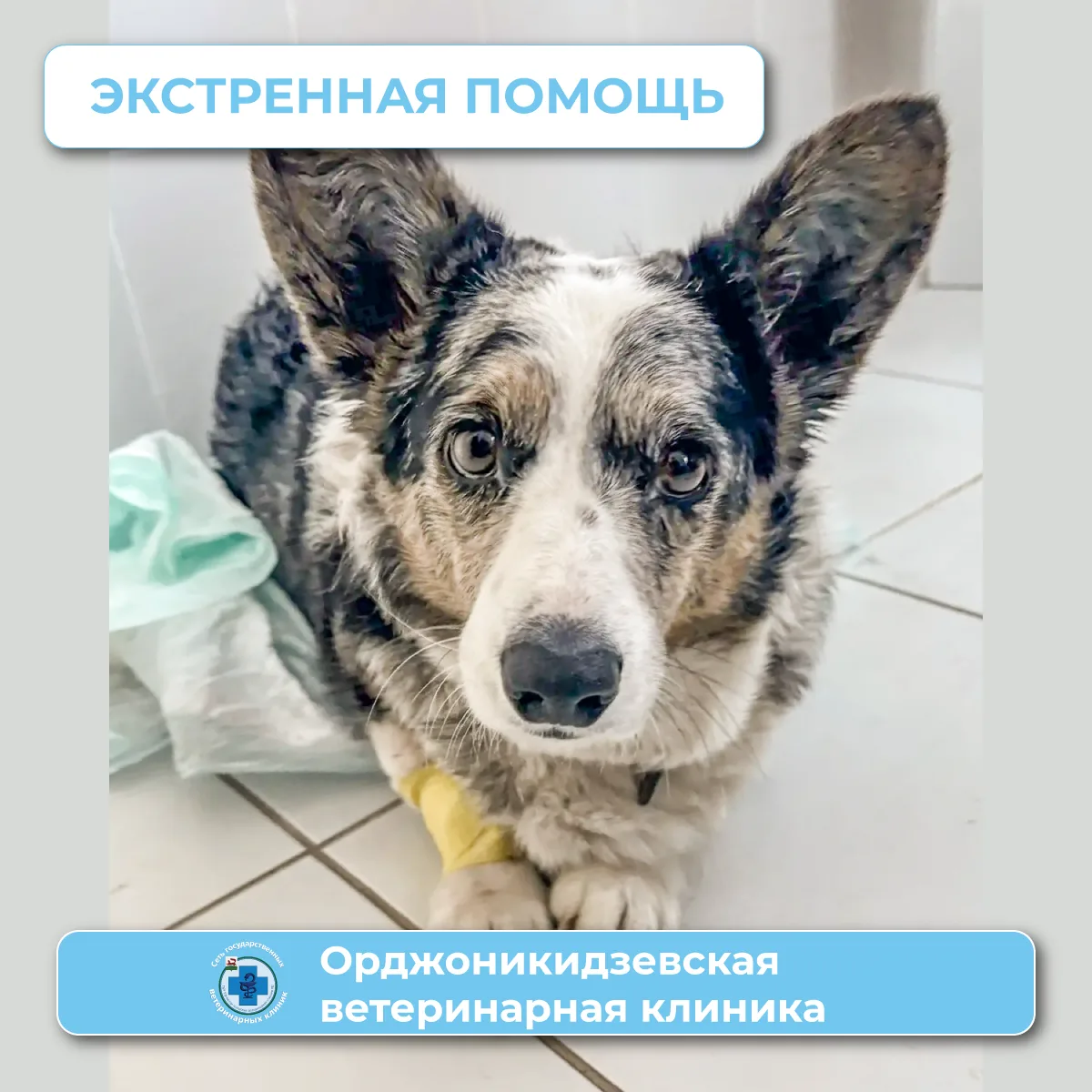 В Орджоникидзевскую ветеринарную клинику обратилась хозяйка корги Тафи 7 лет. Собака не...