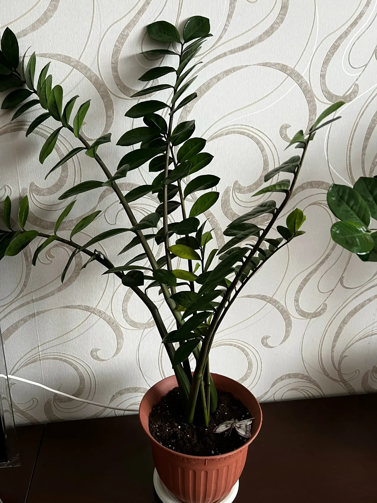 Продам большой замиокулькас.