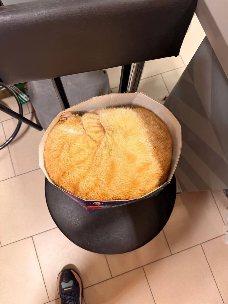 🥰 Самый трудолюбивый сотрудник — в одной из Пятерочек