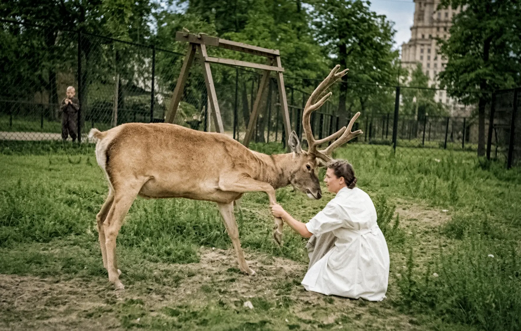 Сотрудница Московского зоопарка с оленем, 1975 год.