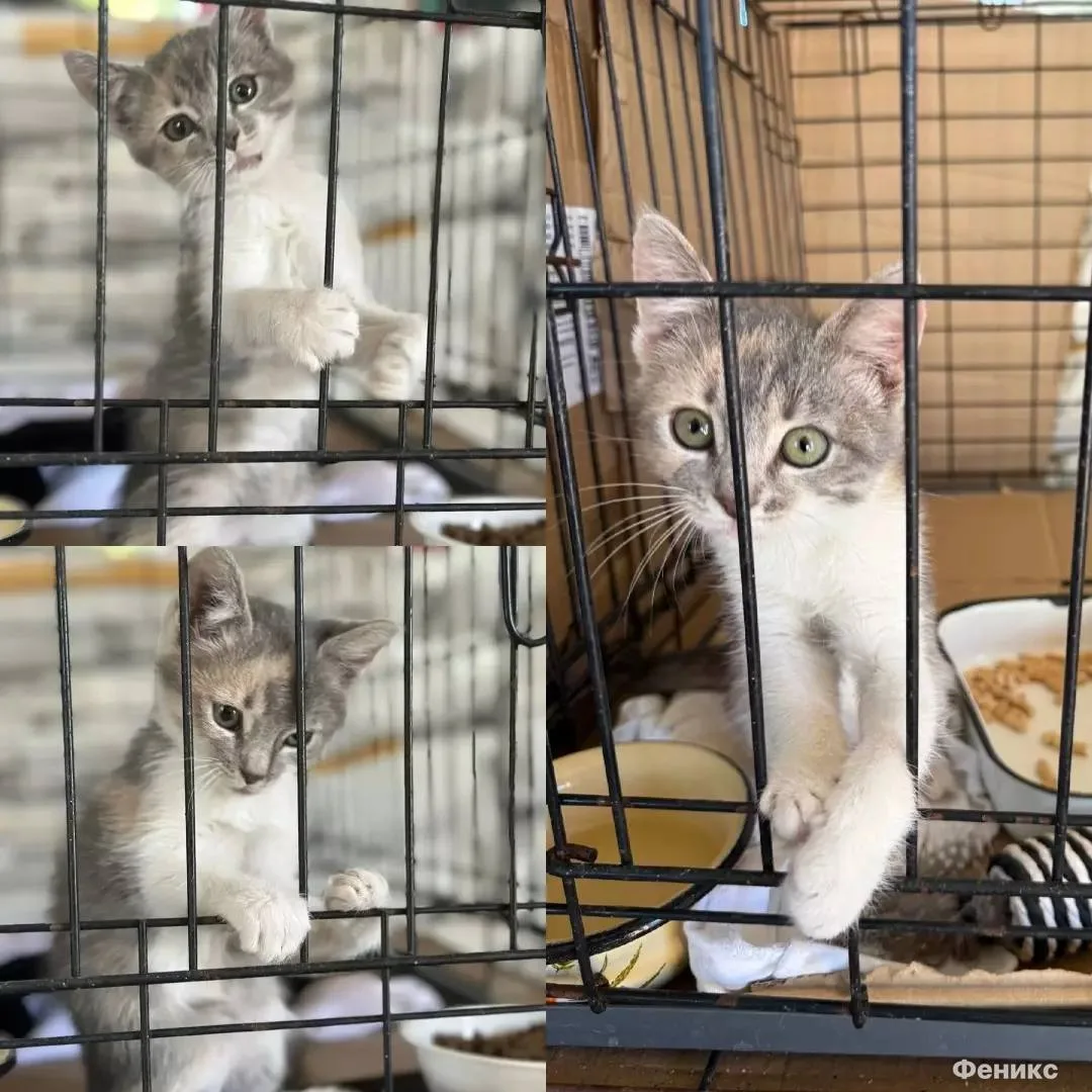 😢 Котенка с поврежденным нервом лапы спасают волонтеры в Азове