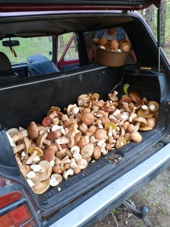 🍄‍🟫 Мощный грибной бум ждет тверичей с 10 сентября, — синоптики