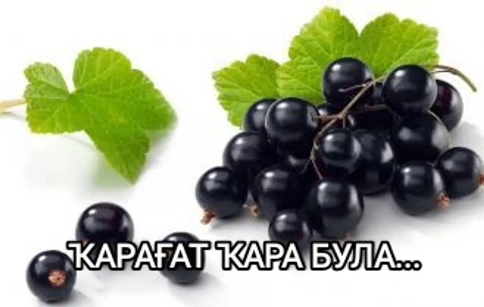 Гөлсәсәк бер тапҡыр ҙа үҙенең тормошона зарланғаны булманы. Шуға ла туғандары әлегәсә З...