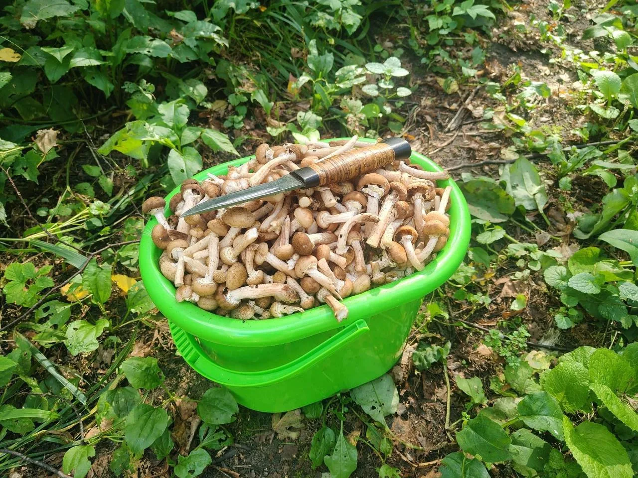 Красота в лесах Удмуртии 🍄‍🟫
